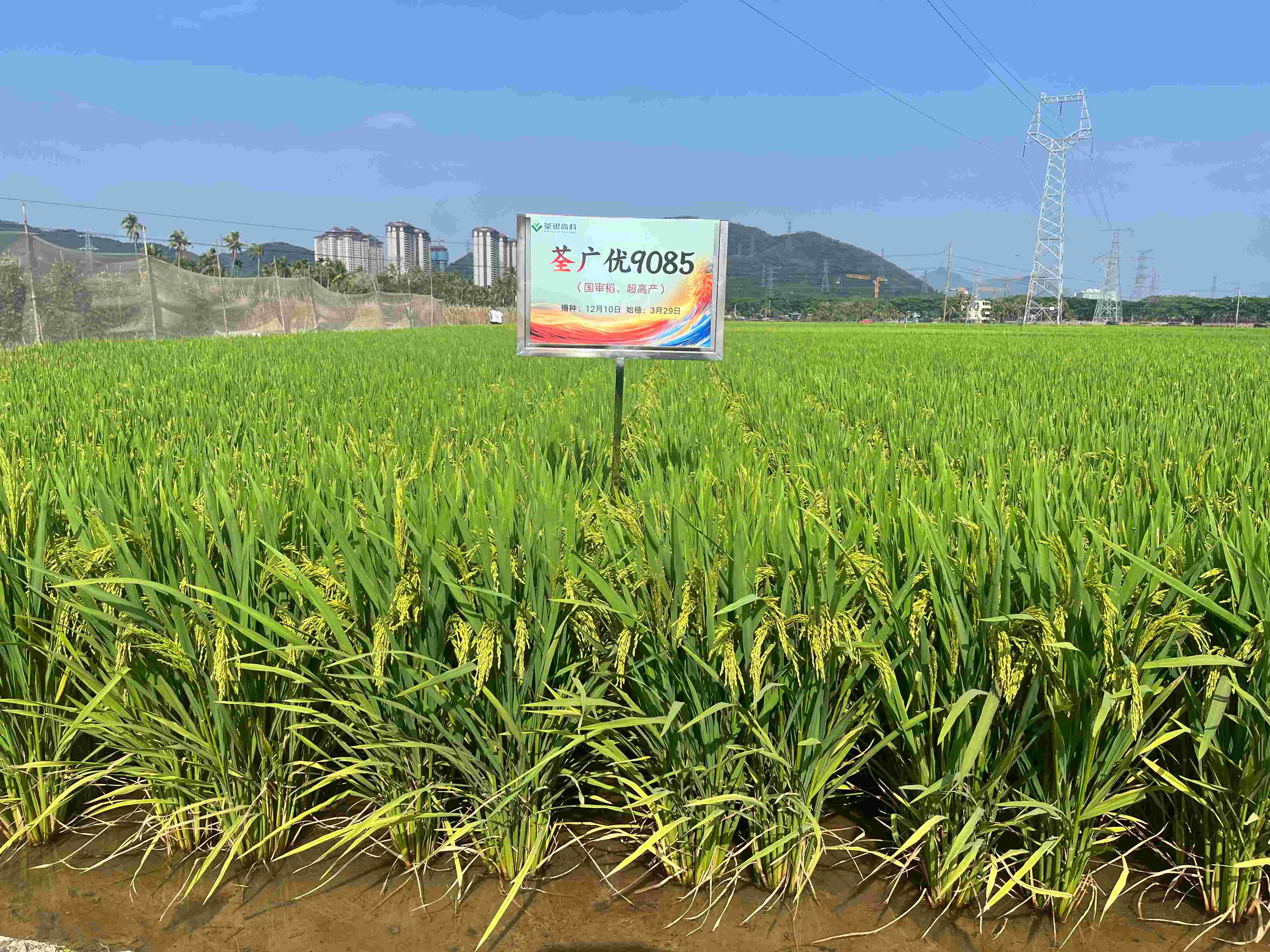 荃廣優(yōu)9085 (2).jpg